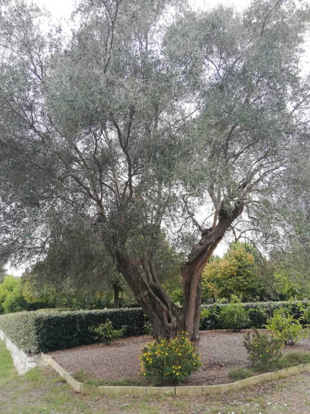 arbre