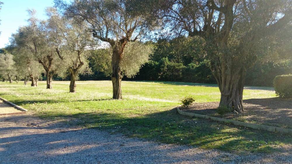 arbre-jardin