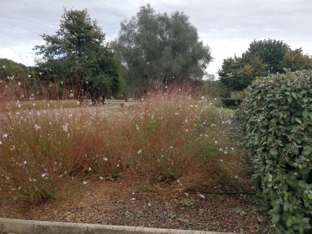 buisson jardin