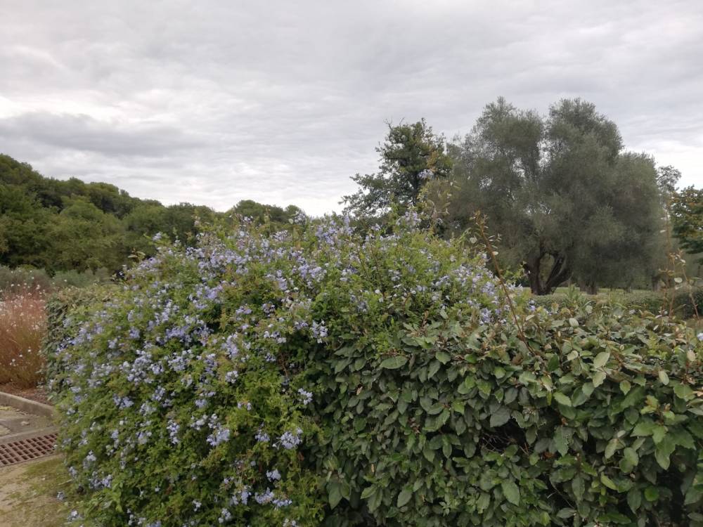 buisson
