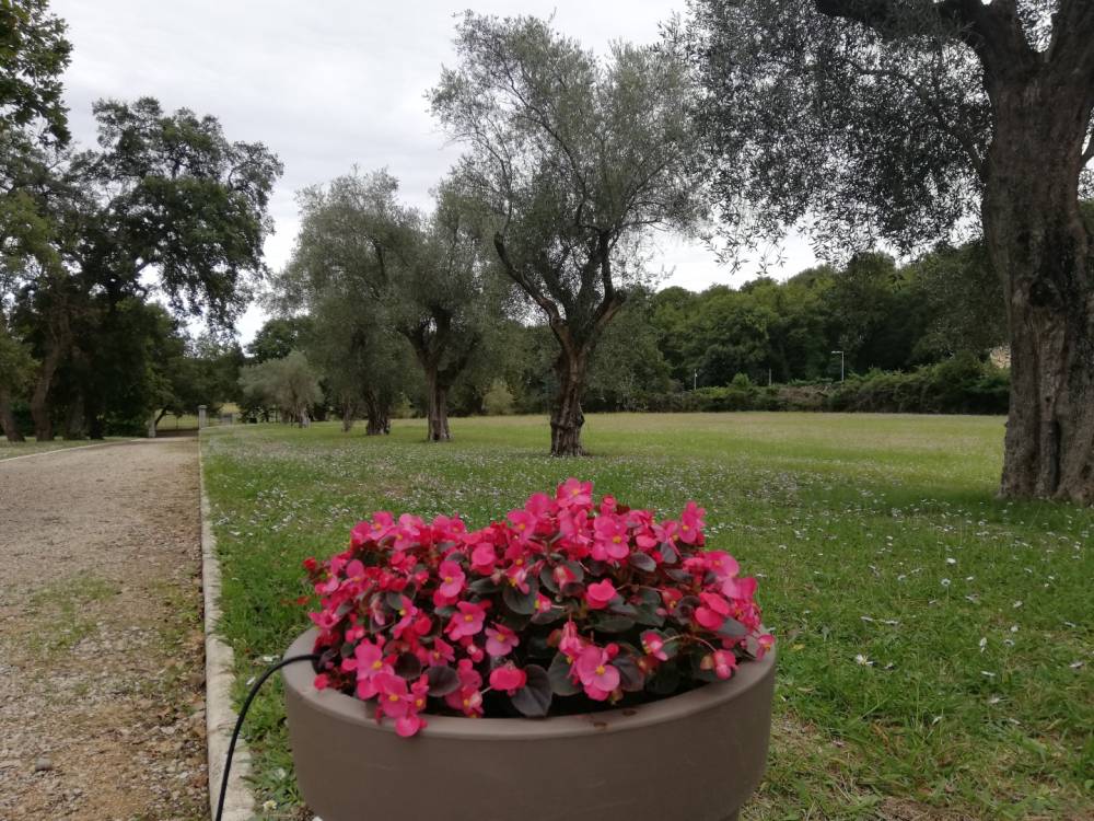 plantes